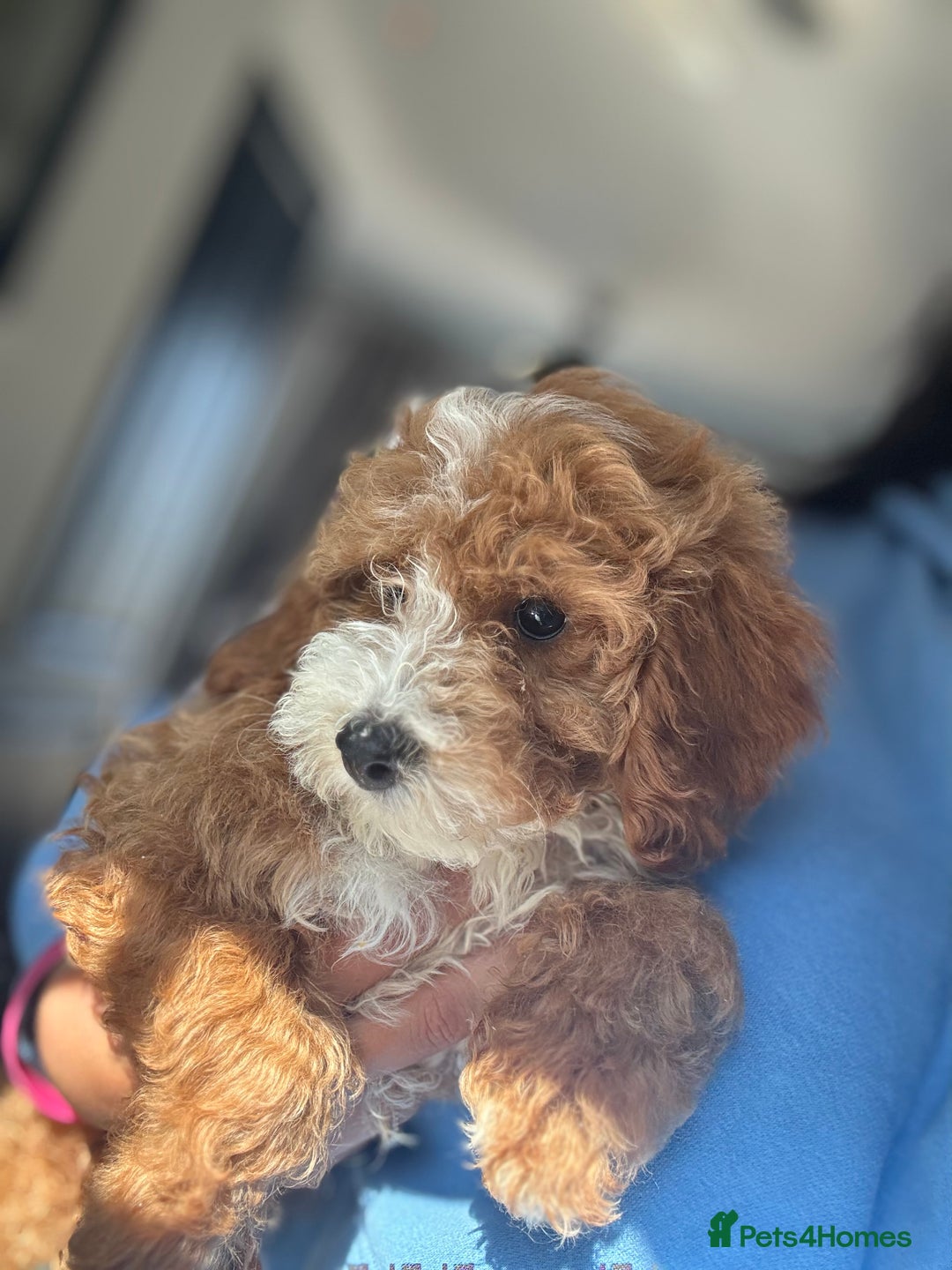 Cockapoo dogs for sale: Stunning cockapoodles  - Image 2