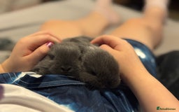 Mini Lop rabbits for sale: Extremely friendly mini lop babies for sale  - Image 12