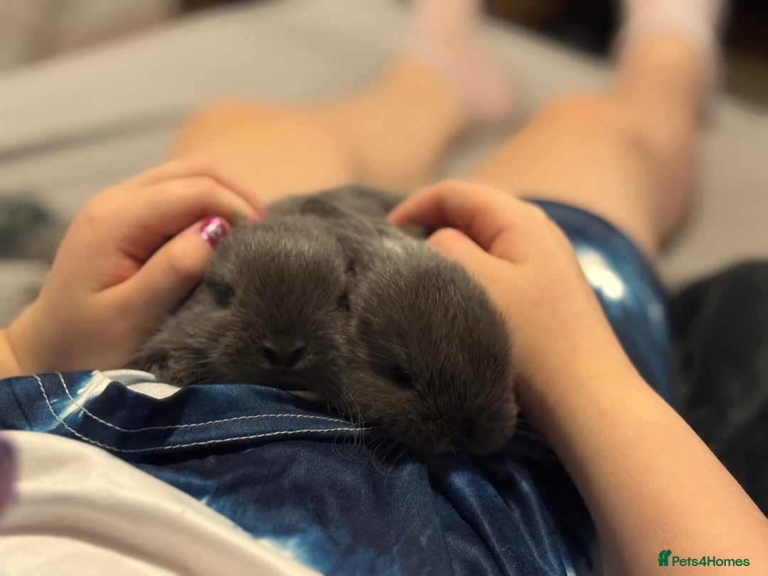 Mini Lop rabbits for sale: Extremely friendly mini lop babies for sale  - Image 12