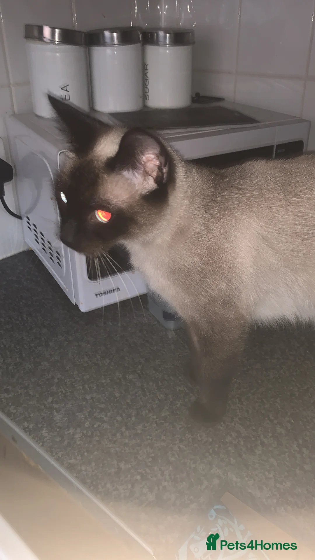 Ragdoll cats for sale: Rag doll/siemese - Advert 2