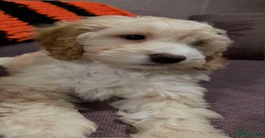 Cockapoo dogs - Advert 6