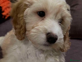 Cockapoo dogs - Advert 4