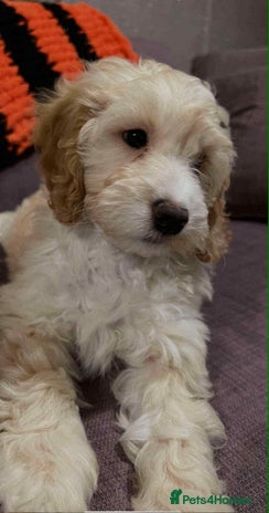 Cockapoo dogs - Advert 2