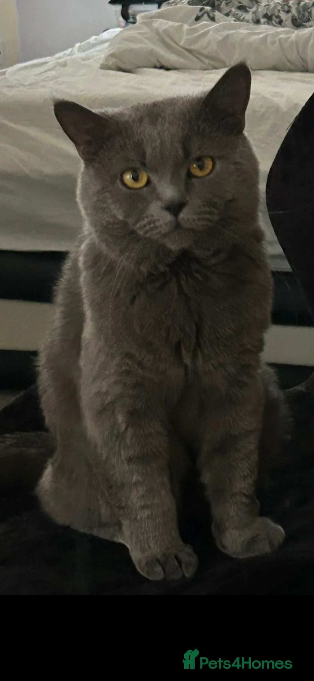 British Shorthair cats for stud: Stud Pedigree Actice Available, Friendly Gentle - Advert 8
