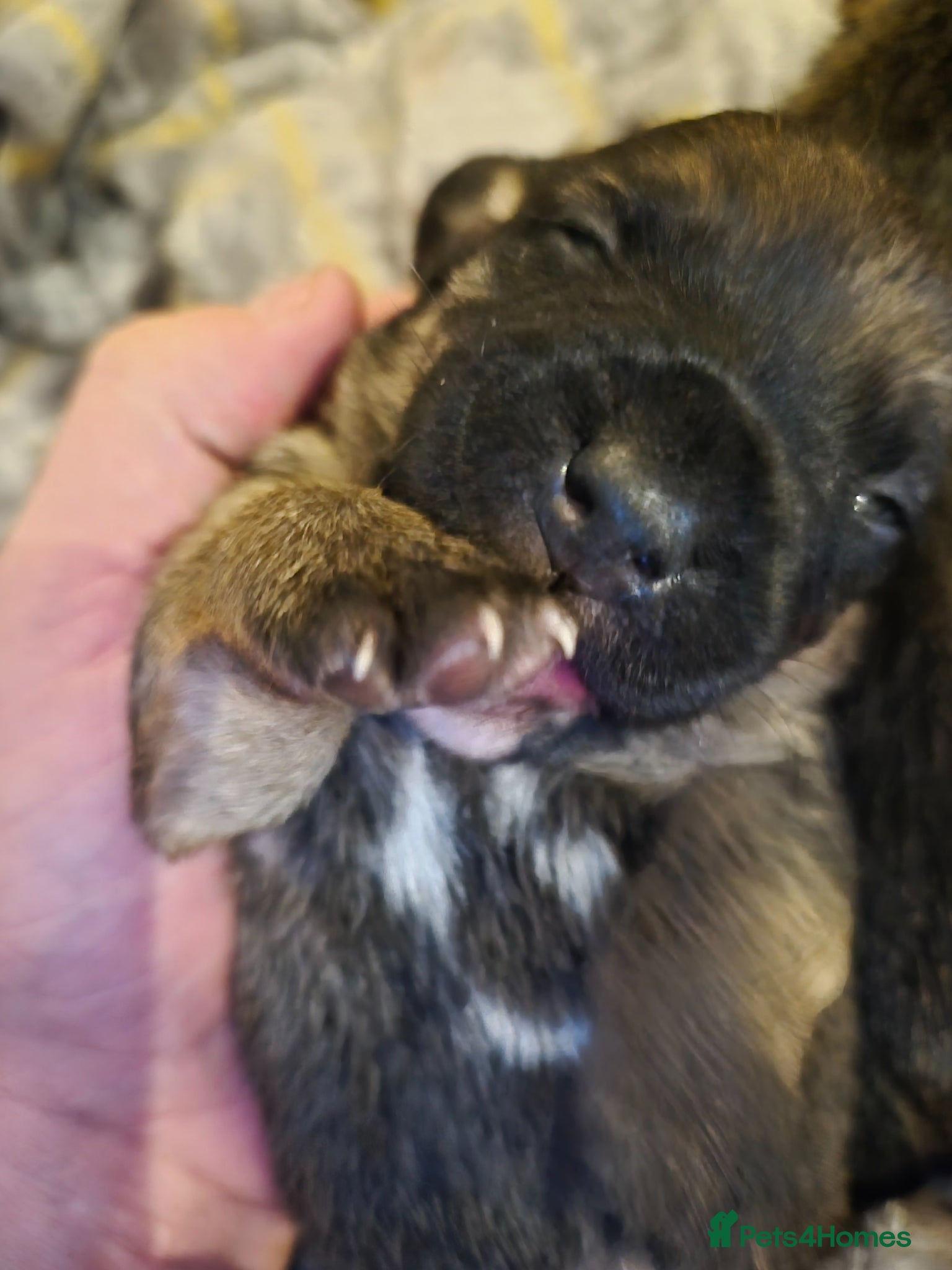 Mixed Breed dogs Jackrussles border  - Advert 20