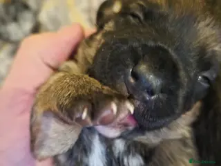 Mixed Breed dogs Jackrussles border - Advert 20