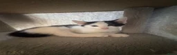Mixed Breed cats for sale: 2x 10 week old kittens  - Advert 7