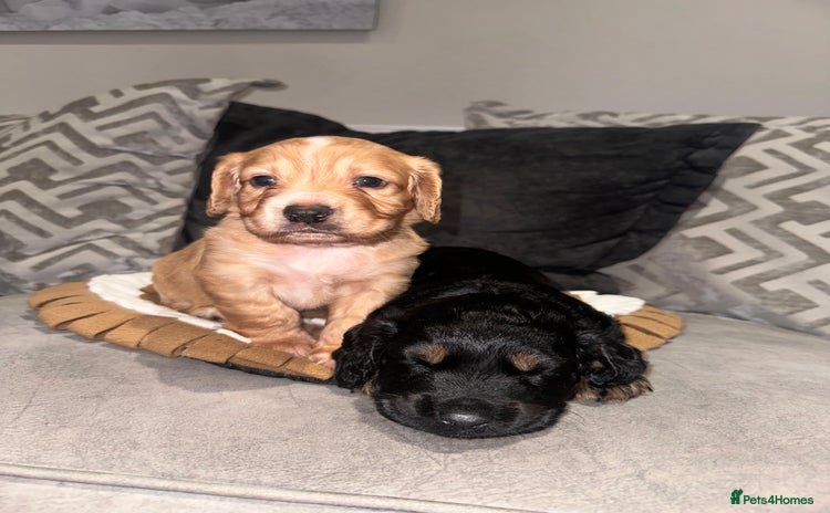 Cocker Spaniel dogs - Advert 14