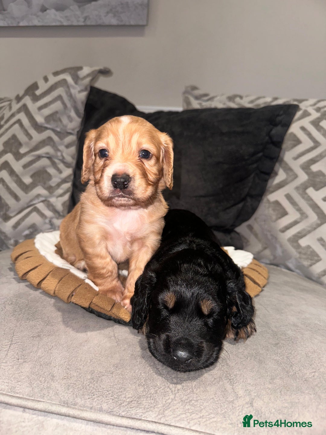 Cocker Spaniel dogs for sale: 2 gorgeous cocker spaniel puppies ready 14/9/25 - Image 1