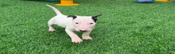 English Bull Terrier dogs for sale: Stunning English bull terrier puppies for sale  - Advert 20