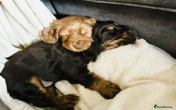 Cocker Spaniel dogs for sale: Cocker Spaniel Puppies- ready 17/12/25 - Advert 26