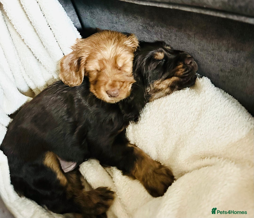 Cocker Spaniel dogs for sale: Cocker Spaniel Puppies- ready 17/12/25 - Advert 26