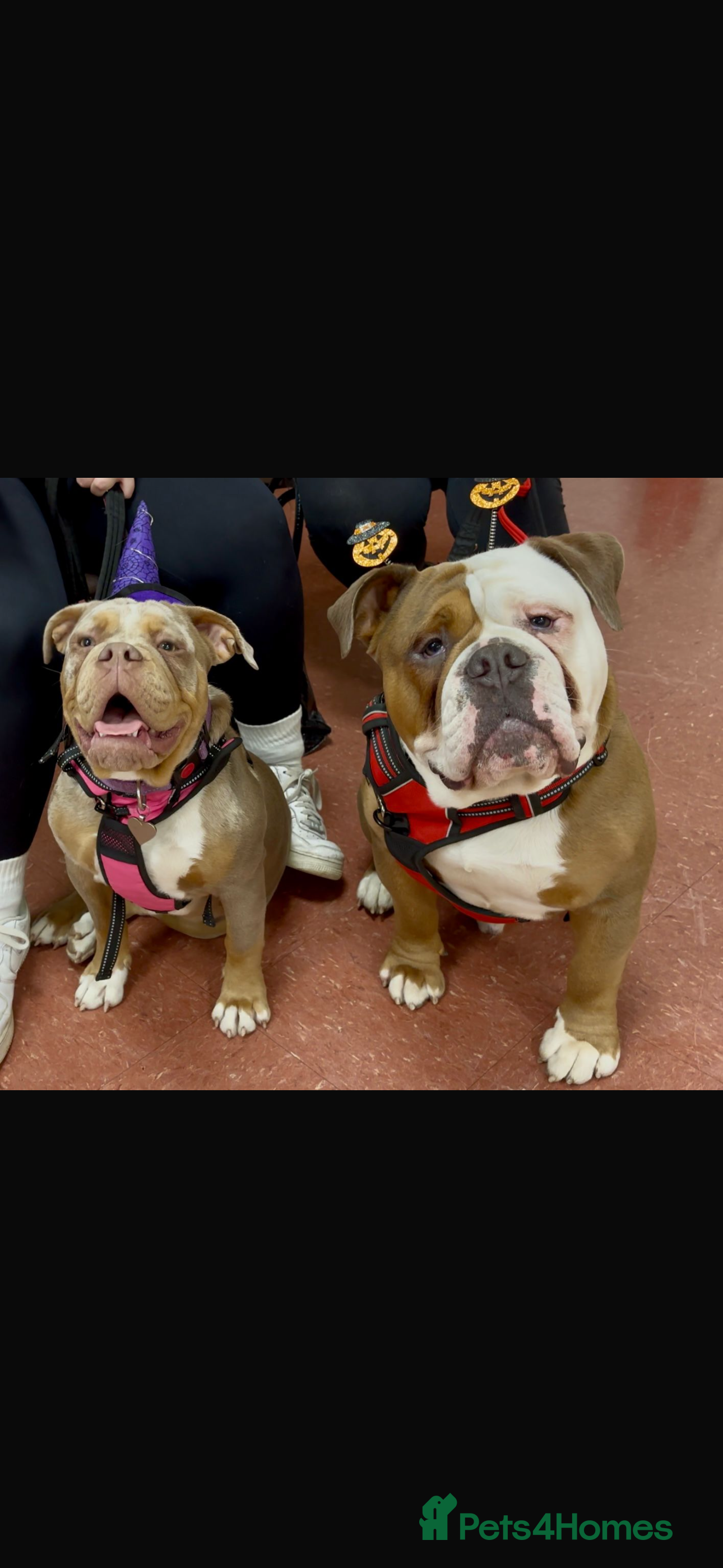 Old Tyme Bulldog dogs Old Tyme Bull Dog Puppies ( 8 weeks old) - Advert 5