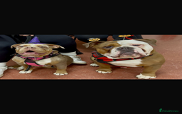 Old Tyme Bulldog dogs for sale: Old Tyme Bull Dog Puppies ( 8 weeks old) - Advert 1