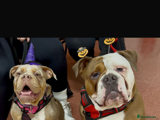 Old Tyme Bulldog dogs for sale: Old Tyme Bull Dog Puppies ( 8 weeks old) - Advert 1