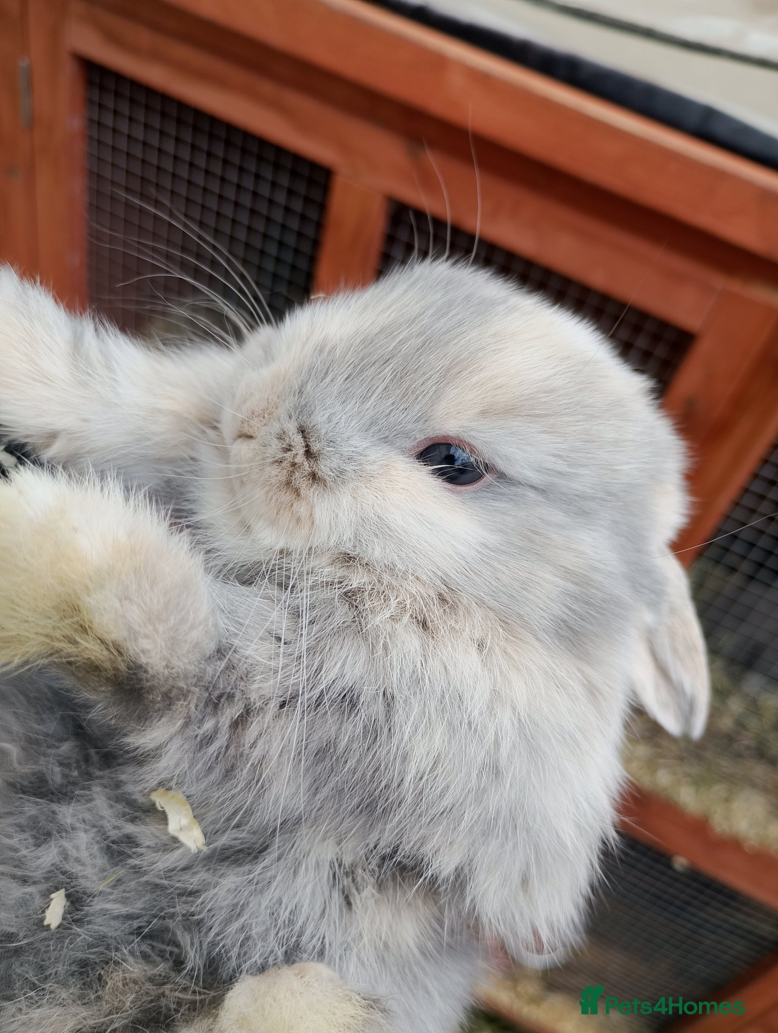 Mini Lop rabbits Mini lops - Advert 18