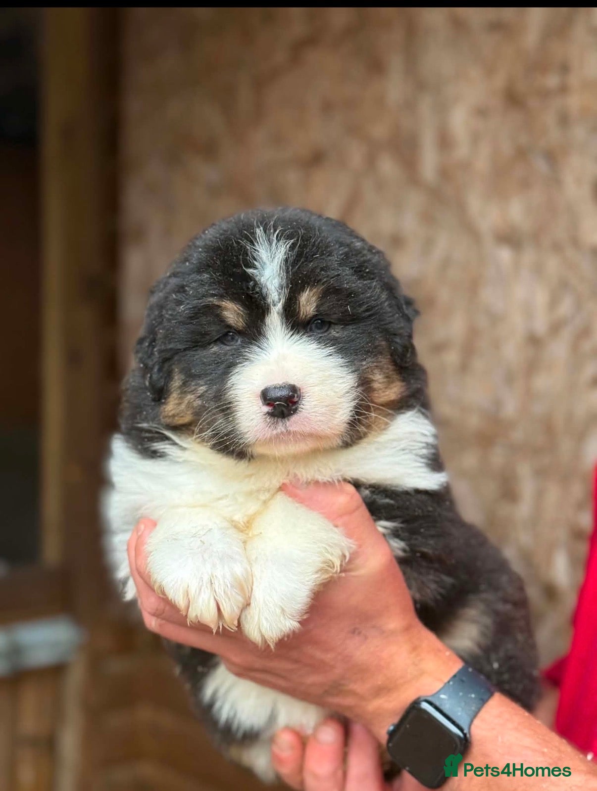 Australian Shepherd dogs Australian shepherd Black Tri Puppy Female - Advert 5