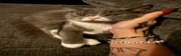 Mixed Breed cats for sale: Sweet kitten - Advert 3