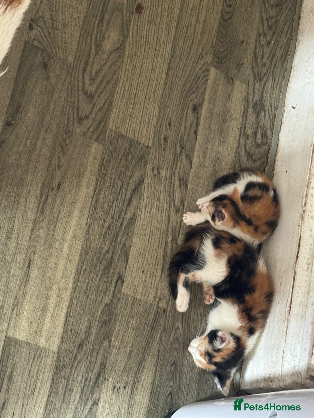 Domestic Shorthair cats for sale: Kittens  - Advert 11