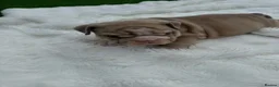 English Bulldog dogs for sale: 3wk old English bulldog puppies  - Advert 6