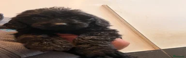 Mini Goldendoodle Puppy 1