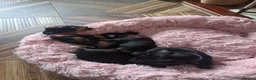 Miniature Dachshund dogs for sale: Minature Dachshund black and tan - Advert 8