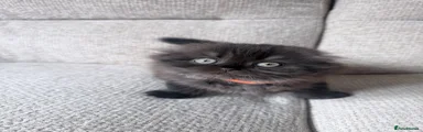 Scottish Fold Long hair Girl - Orange collar 