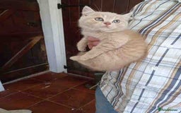 British Shorthair cats for sale: Cream Friendly kitten - Image 9