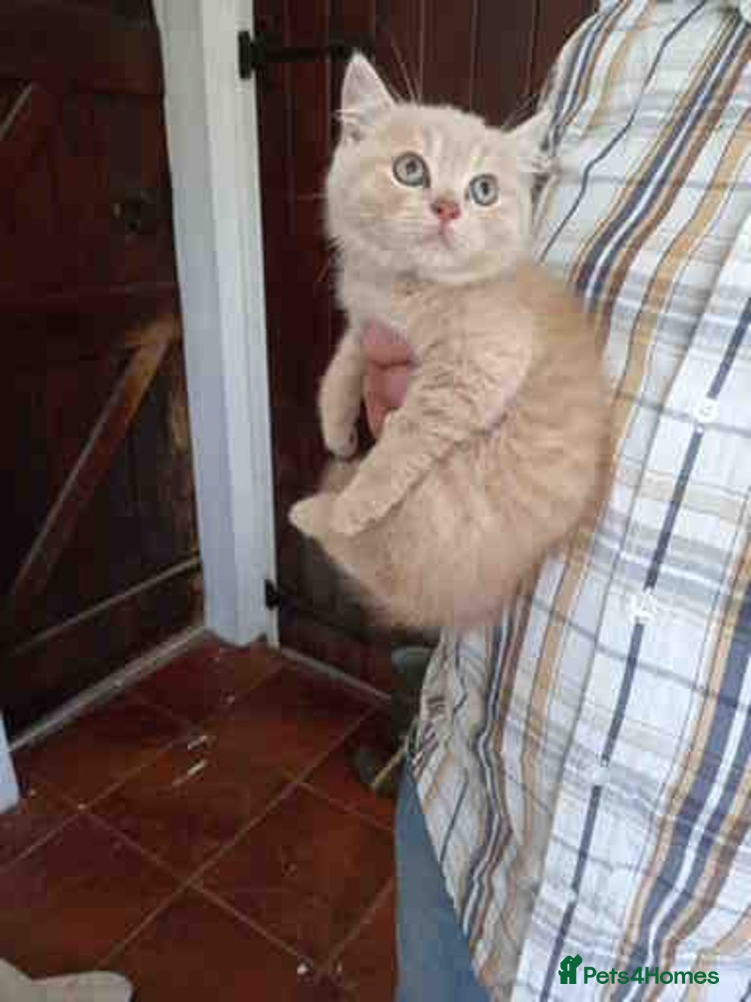 British Shorthair cats for sale: Cream Friendly kitten - Image 9