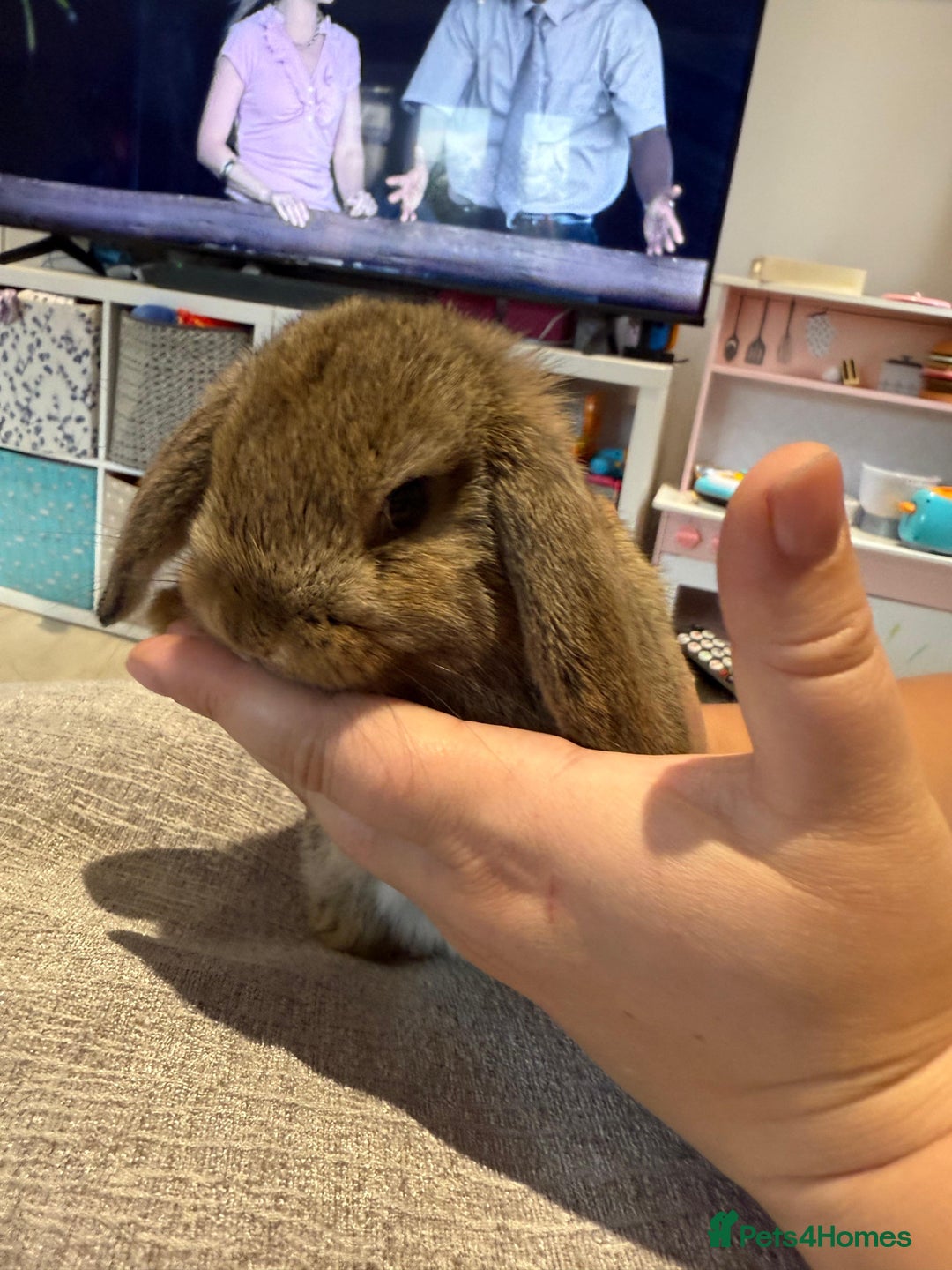 Mini Lop rabbits for sale: Mini Lop Babies ready to reserve - Image 5