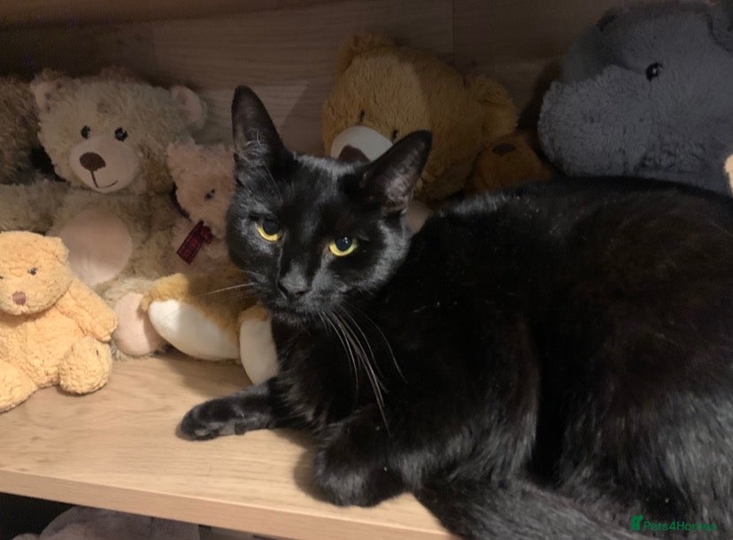 Domestic Shorthair cats for sale: 2 female black cats - Advert 1