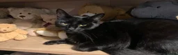 Domestic Shorthair cats for sale: 2 female black cats - Advert 1