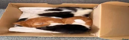 British Longhair cats for sale: Chunky long haired kittens  - Advert 8