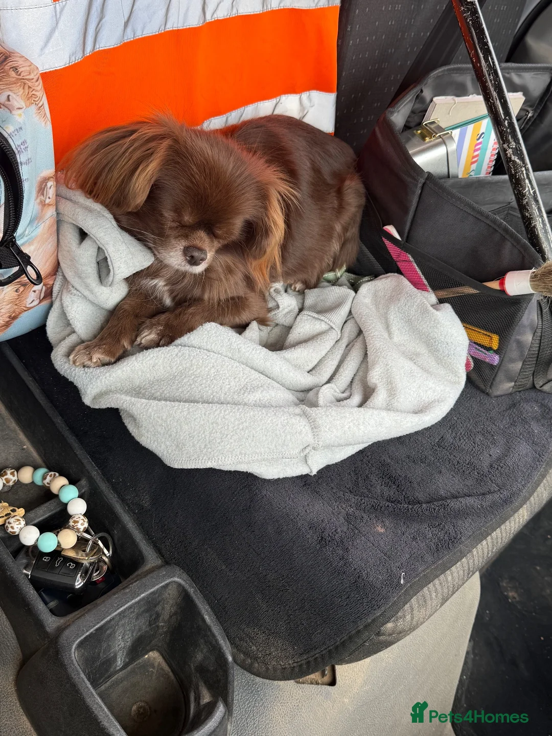 Pekingese dogs for sale: 6 year old girl x in Barnsley - Advert 1