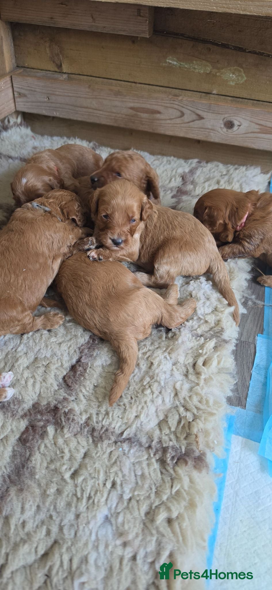 Cavapoo dogs Cavapoo puppies  - Advert 2