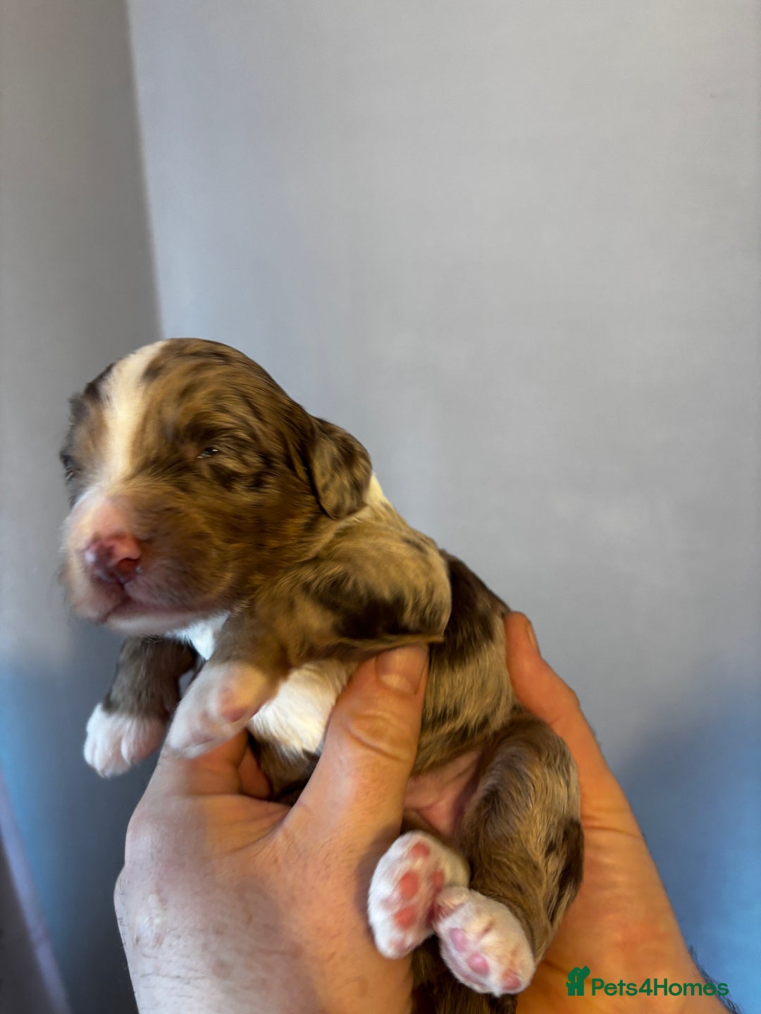 Sproodle dogs for sale: 🐾 Premium Sproodles - Merles & Stunning Parti 🐾 - Advert 18