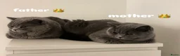 British Shorthair cats for sale: Gorgeous British Shorthairs ! in London - Advert 13