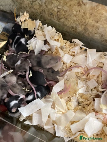 Mouse rodents Baby fancy mice dob:2nd nov - Advert 1