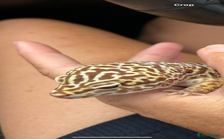 Gecko reptiles - Advert 5