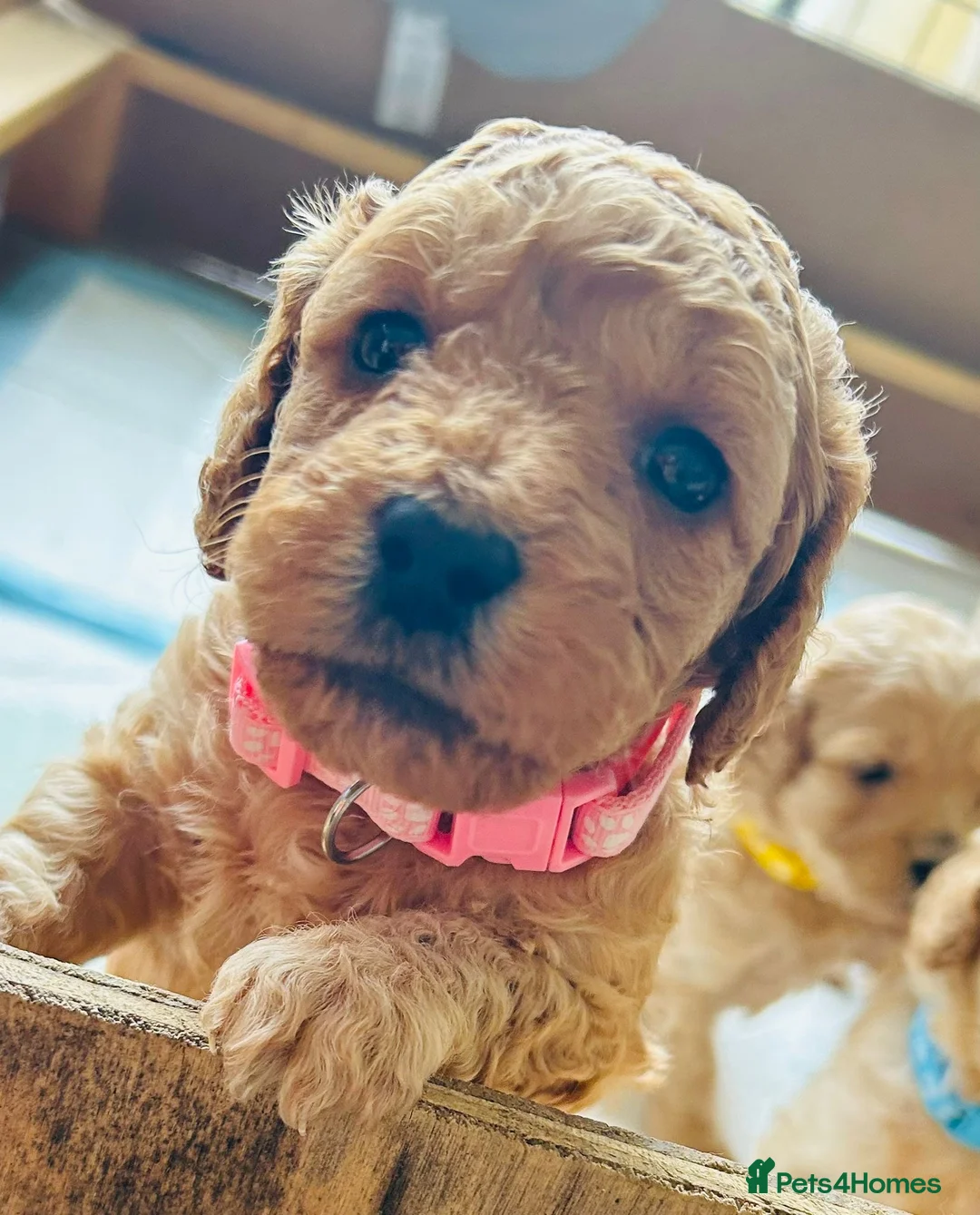 Poodle dogs for stud: FOR STUD Moyen Poodle (proven)  in Northampton - Advert 30