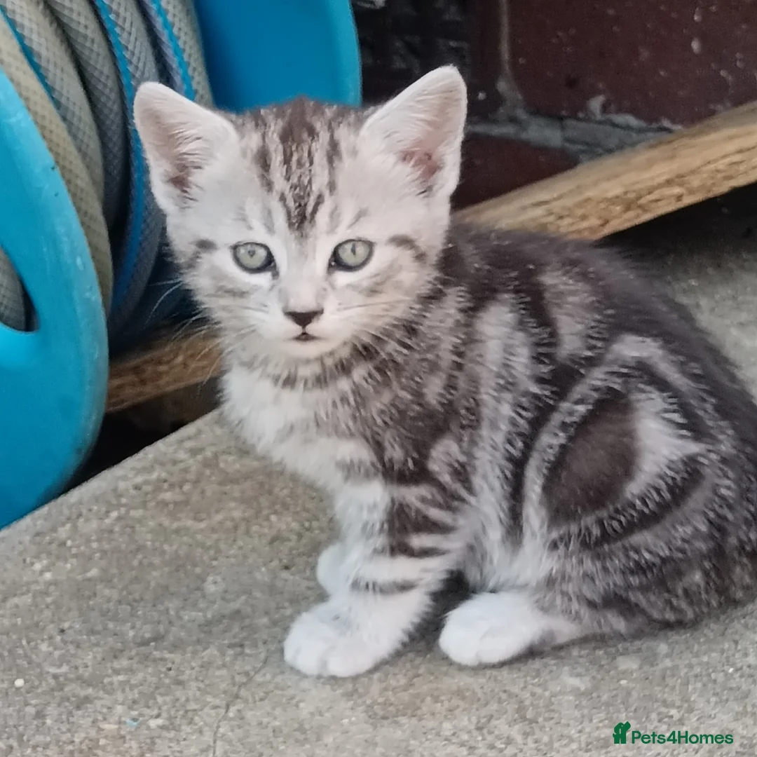 American Shorthair cats for sale: Cute kittens for sale in Hayes - Advert 2