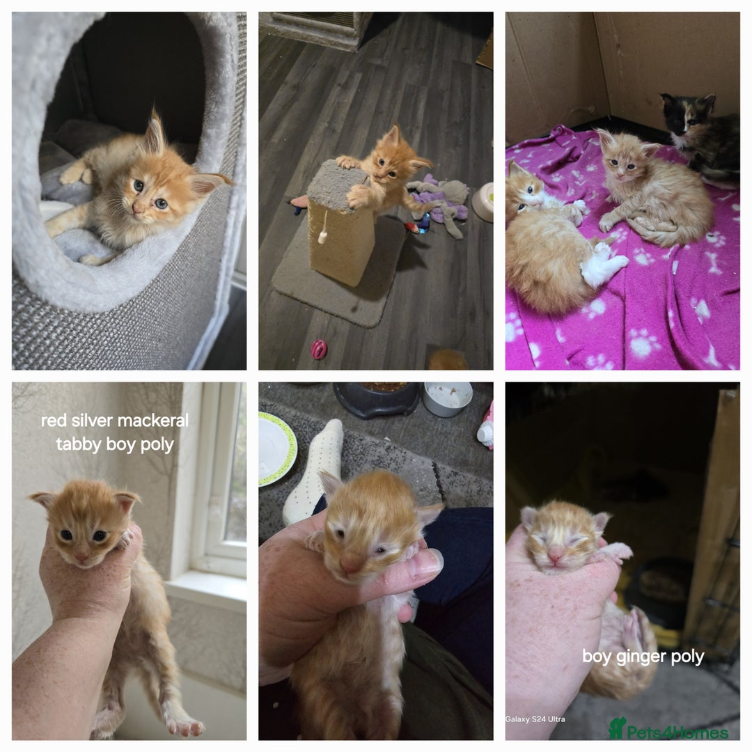 Maine Coon cats for stud: STUD ONLY  Maine Coon 9kg Russian Lines Proven - Image 20