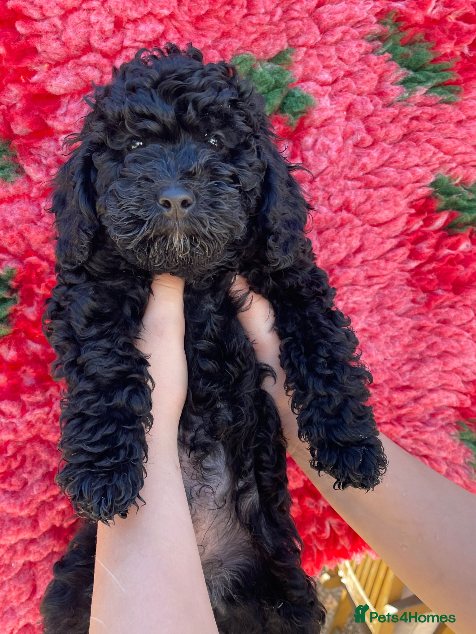 Labradoodle dogs  Sweet Miniature Labradoodle puppies for sale  - Advert 1