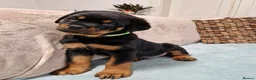 Rottweiler dogs for sale: 🩷 beautiful Happy Rottweiler Puppis 🩶 - Advert 8
