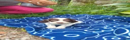 English Setter dogs for adoption: Mara's pups -4x male 4x female English Setter pups - Advert 10