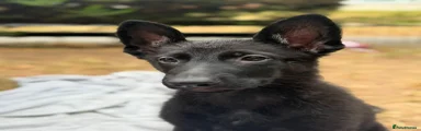 German Shepherd 4