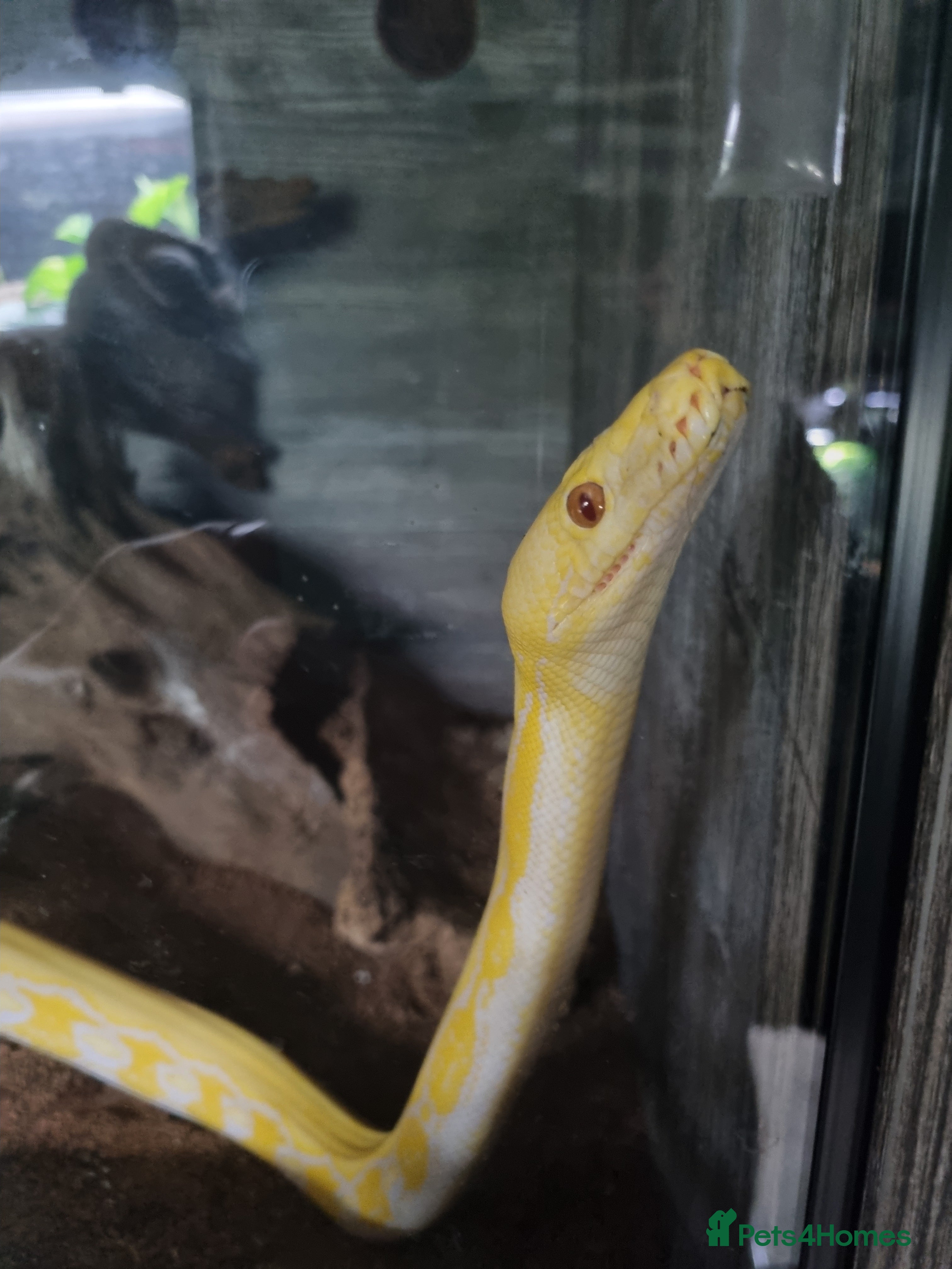Python Snake reptiles Reticulated python x2 - Advert 1