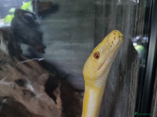 Python Snake reptiles Reticulated python x2 - Advert 1