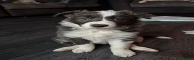 Border Collie Puppy 4