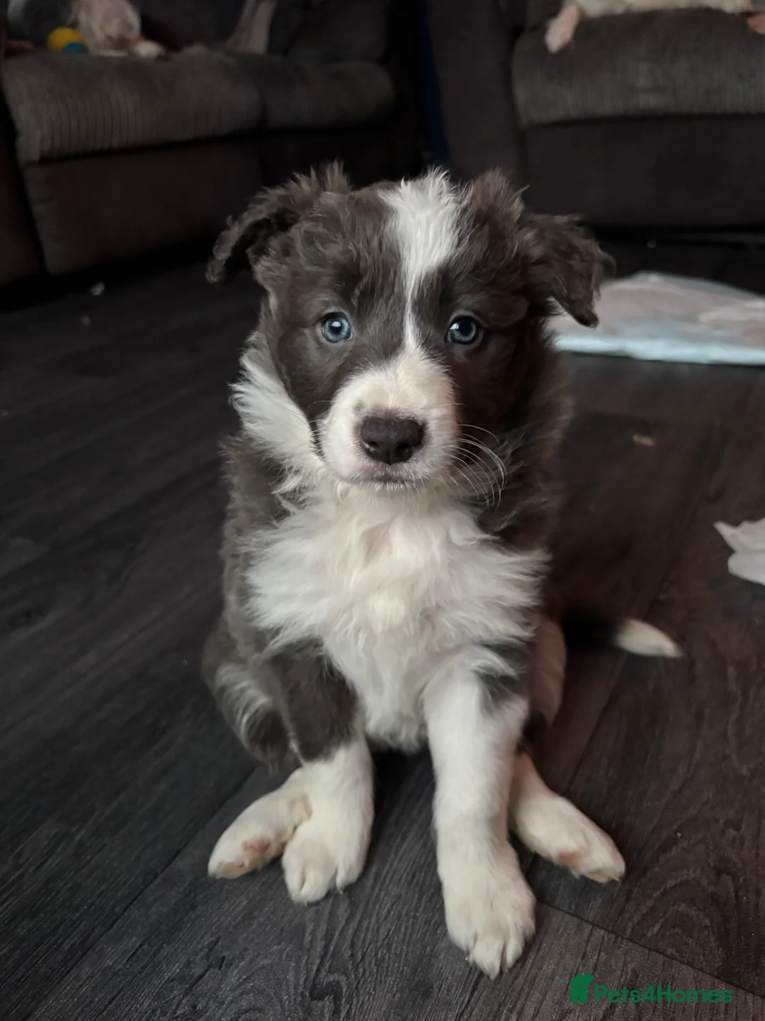 Border Collie dogs for sale: 4 border collie puppies - Advert 8